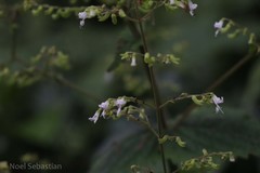Plectranthus wightii